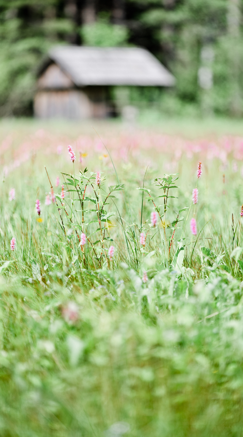 Pürgschachner Moorweg